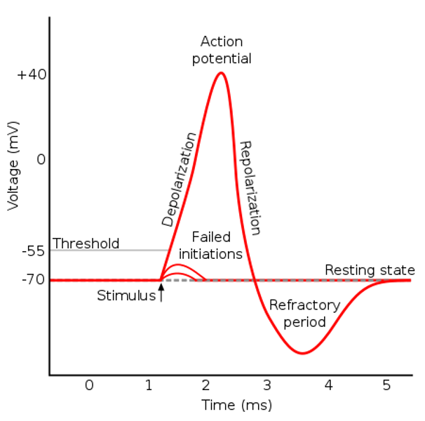 action-potential