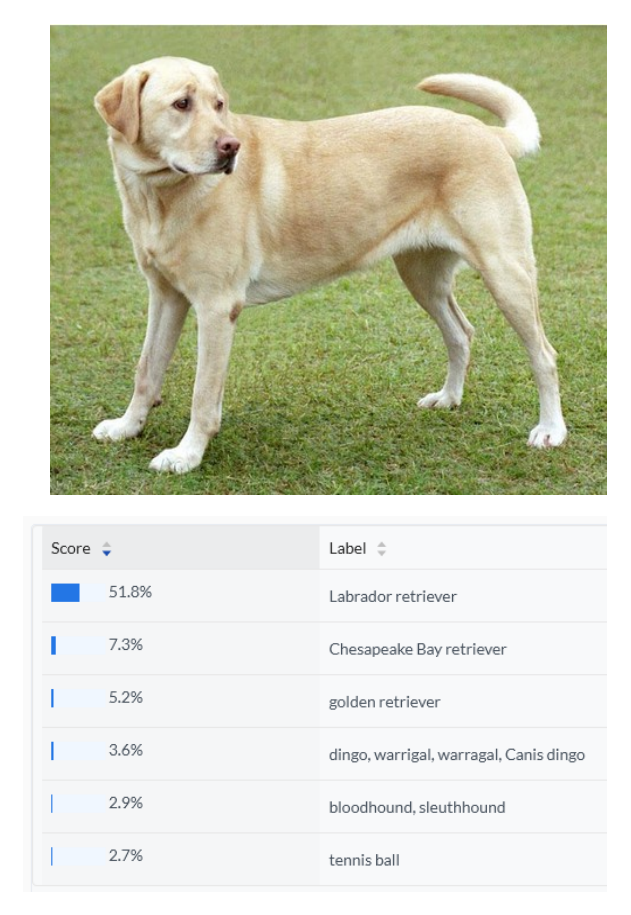 개 사진과 ImageNet 분류 확률